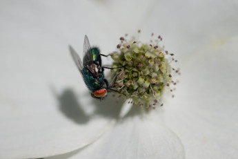 Fliege auf einer Cornus-Blüte als Macro.