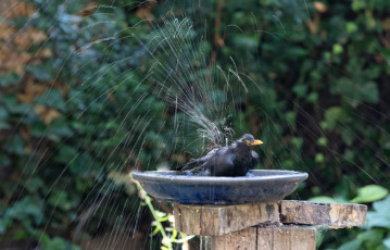 Amsel beim übermütigen Baden in einer Vogeltränke.