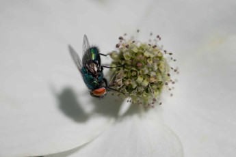 Fliege auf einer Cornus-Blüte als Macro.
