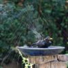 Amsel beim übermütigen Baden in einer Vogeltränke